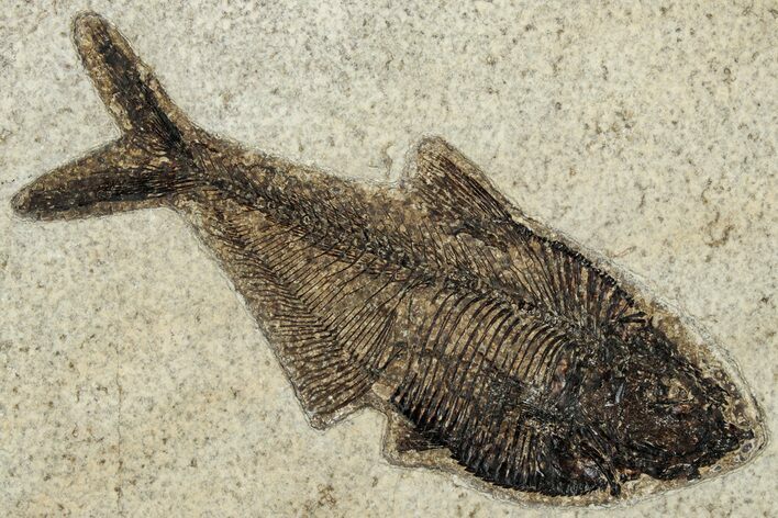 Detailed Fossil Fish (Diplomystus) - Wyoming #327825